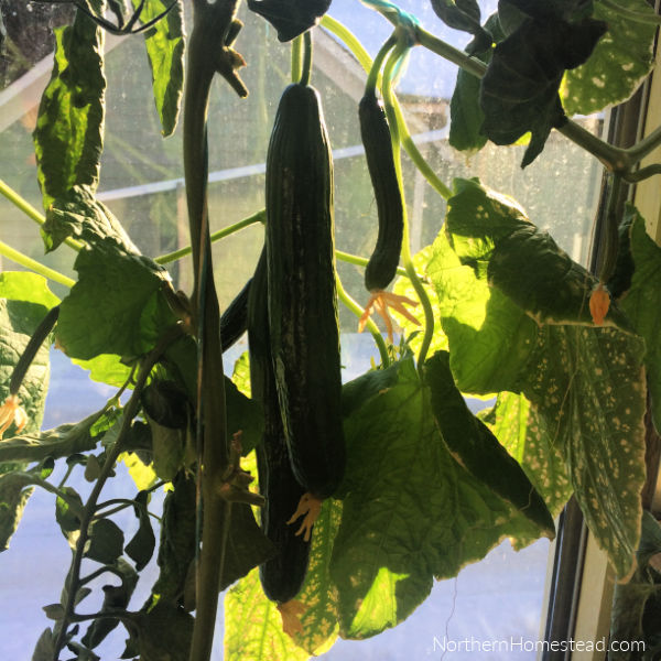 Growing Cucumbers Indoors