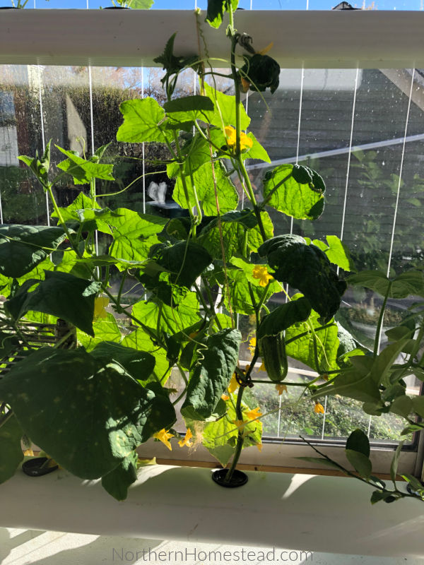 Growing cucumbers store indoors under lights