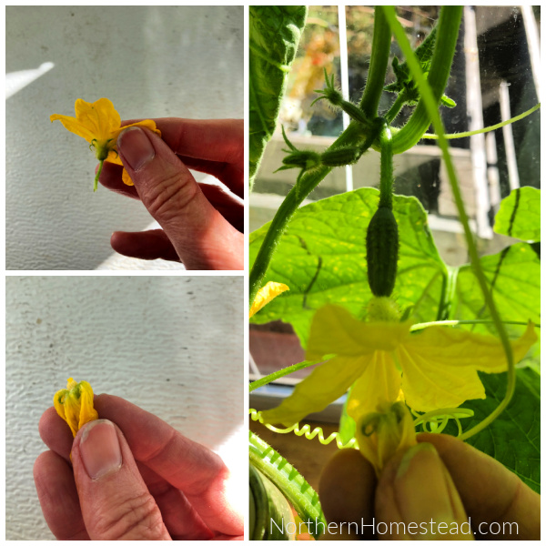 Growing Cucumbers Indoors