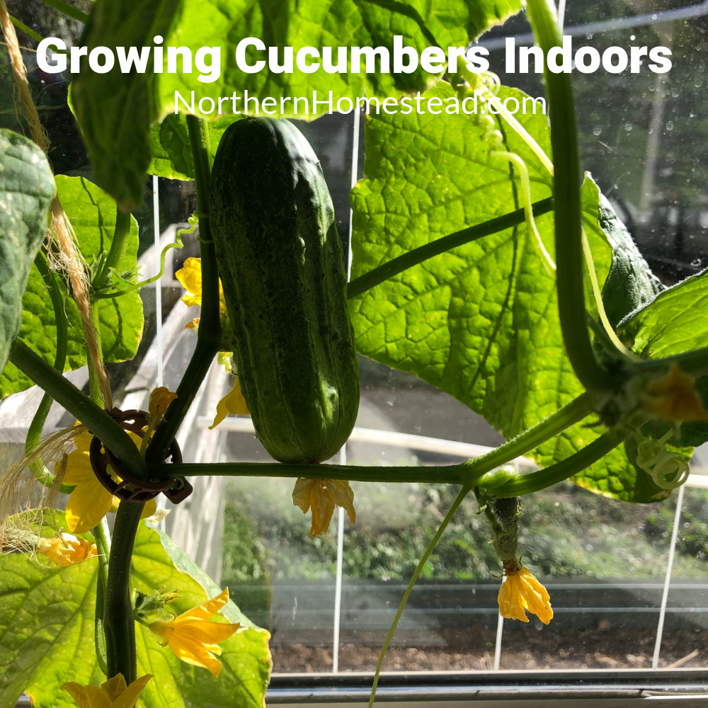 Growing cucumbers store indoors under lights