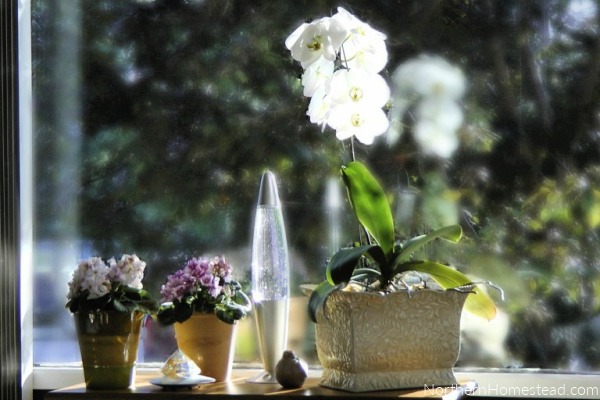 Indoor decorative plants