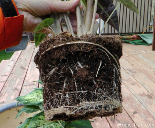 Indoor Decorative Plants