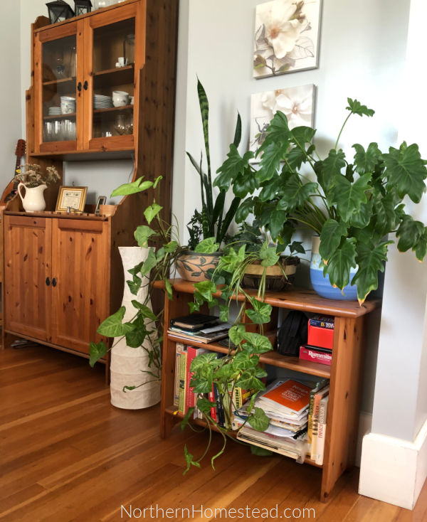 Indoor Decorative Plants