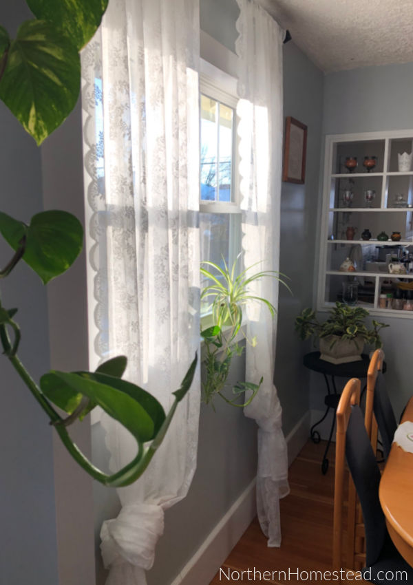 Indoor Decorative Plants