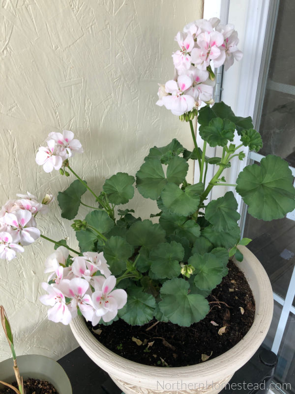 Indoor Decorative Plants