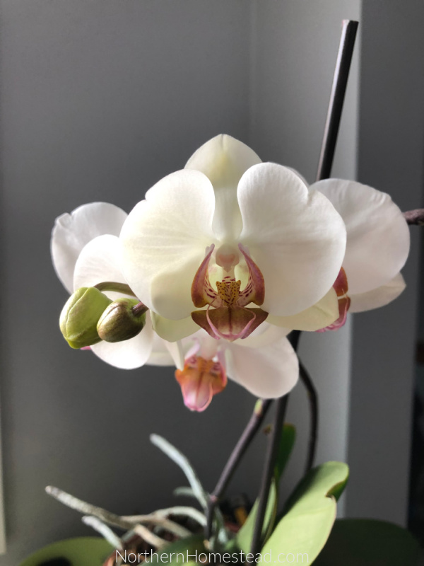 Indoor Decorative Plants - orchids