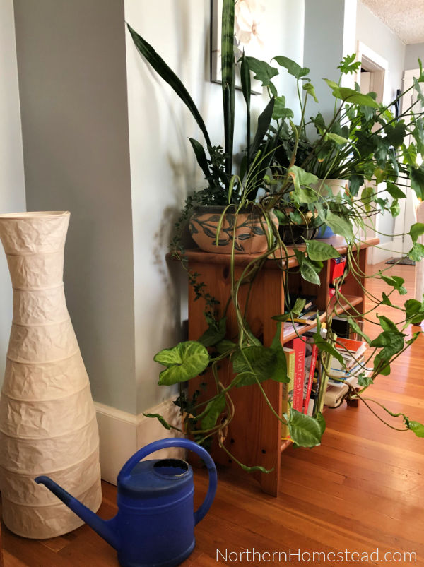 Indoor Decorative Plants