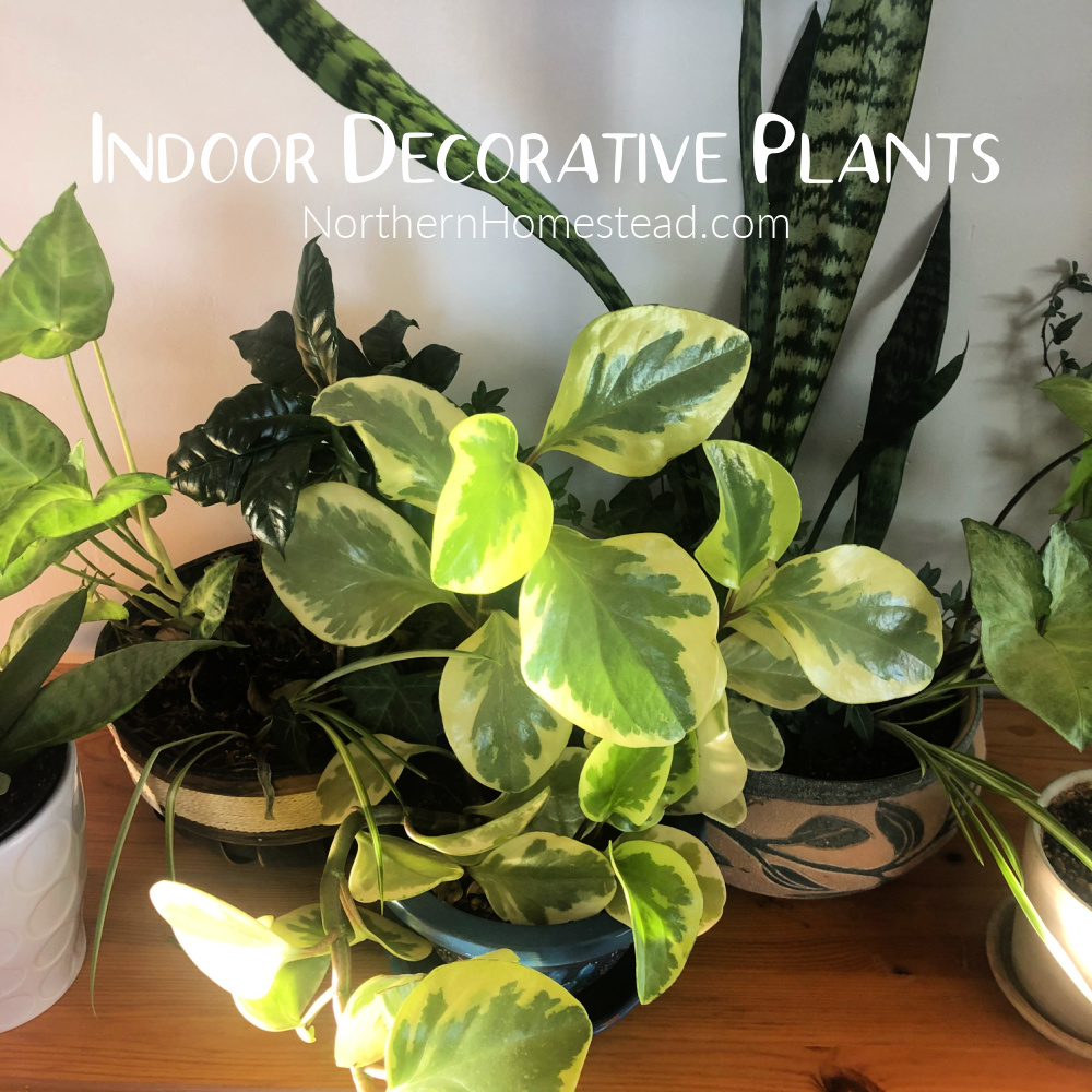 Indoor Decorative Plants