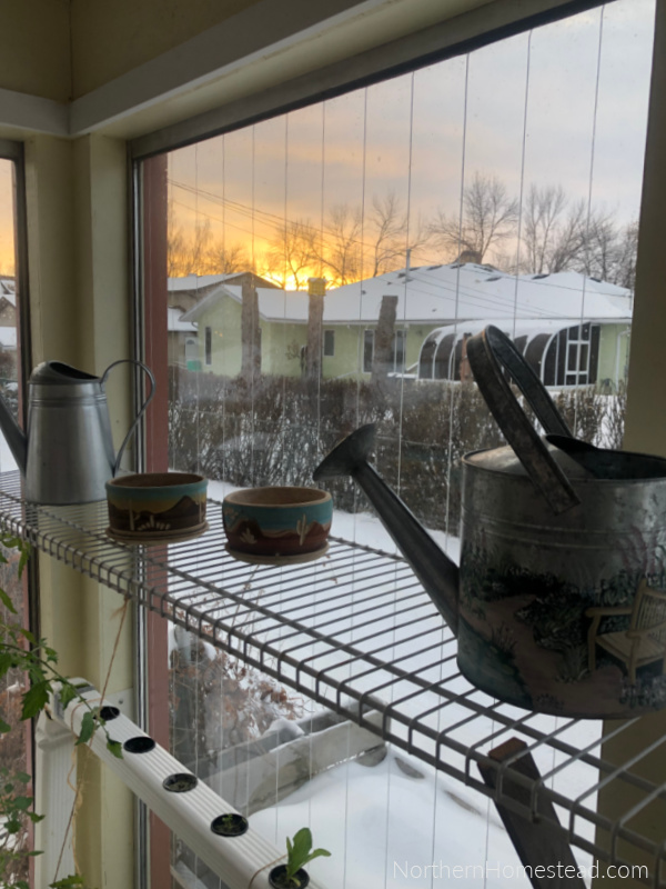 Winter Solstice 2021 Indoor Garden Update