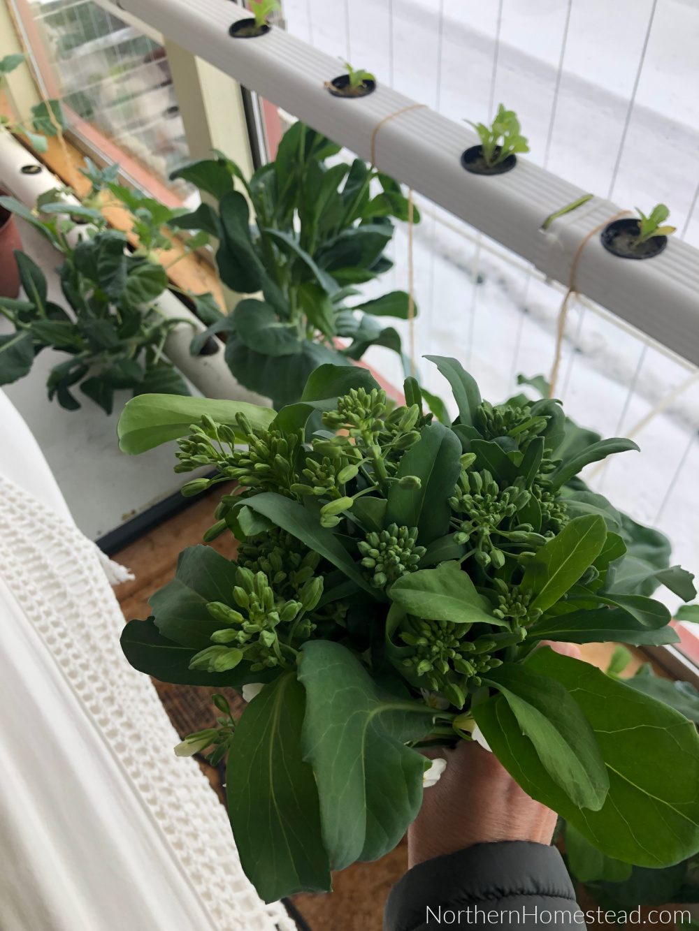 Winter Solstice 2021 Indoor Garden Update