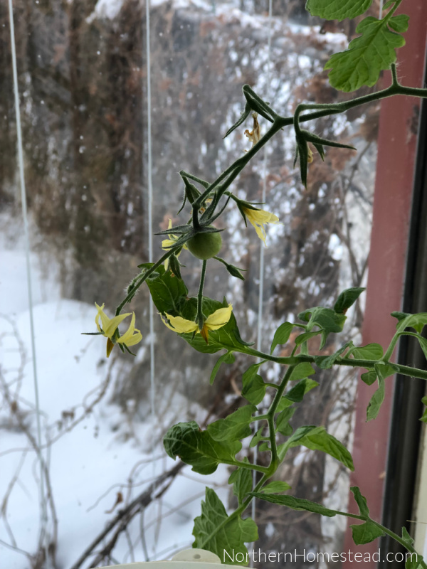 Winter Solstice 2021 Indoor Garden Update