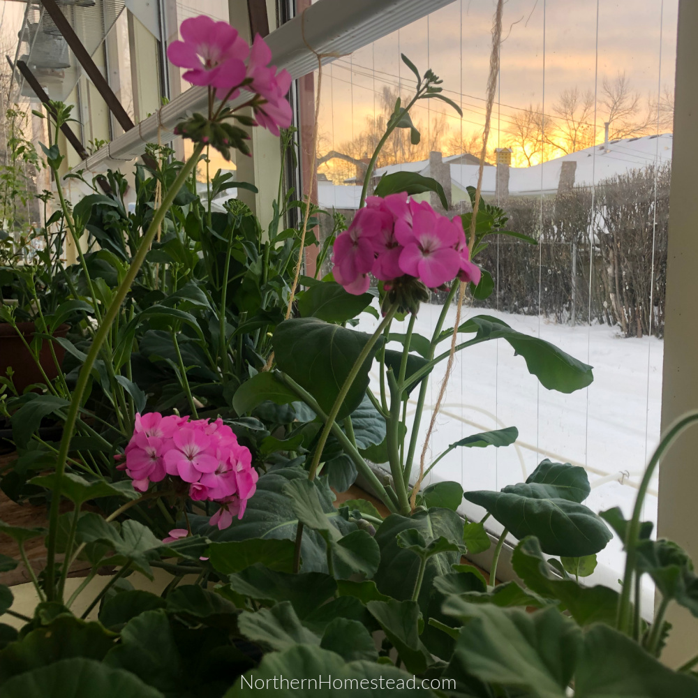 Winter Solstice 2021 Indoor Garden Update