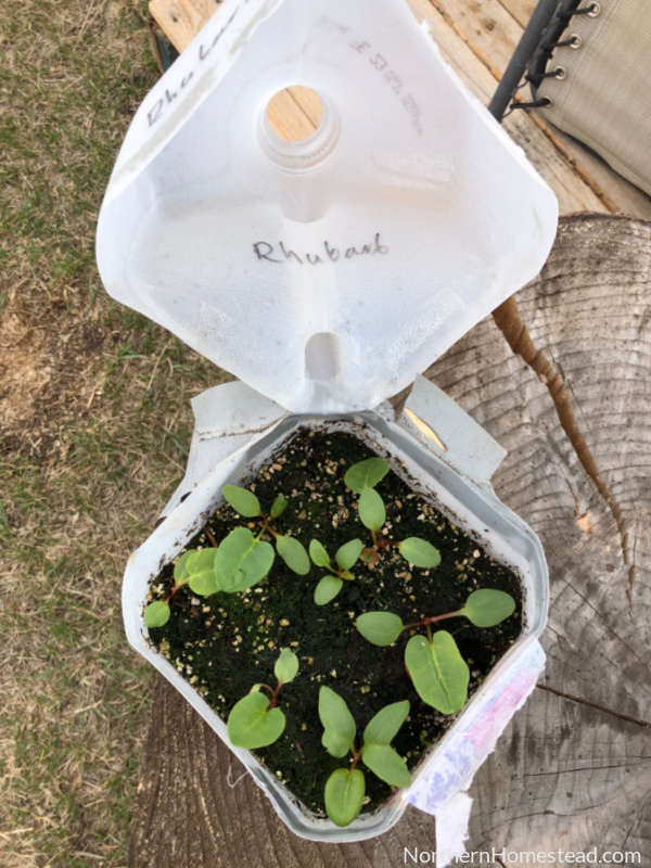 Winter Sowing in Milk Jugs Greenhouse