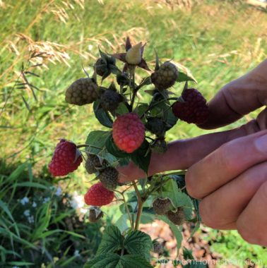 A Complete Guide to Growing Hardy Raspberries in Cold Climates ...