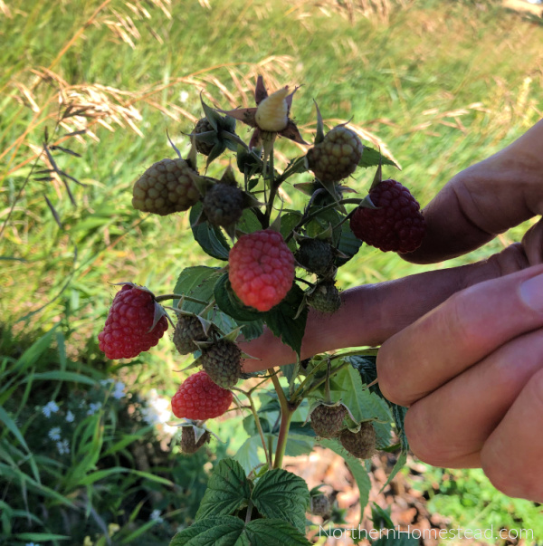 Growing Cold-Hardy Black Raspberries