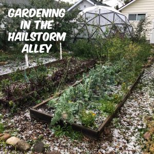 Gardening in the hailstorm alley with damaging hail. We share how to deal with hail storms and ways to protect the garden and greenhouse.