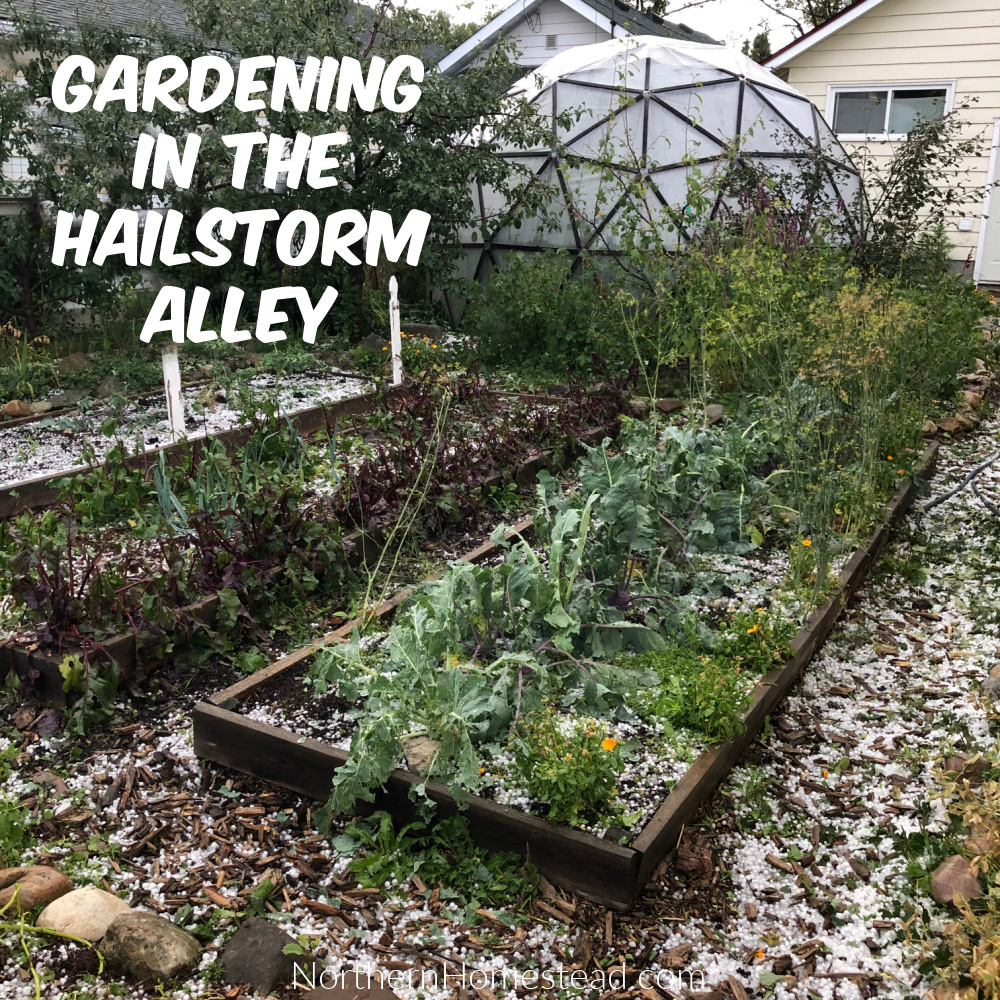 How to Protect Your Small Garden From Hail: Expert Tips