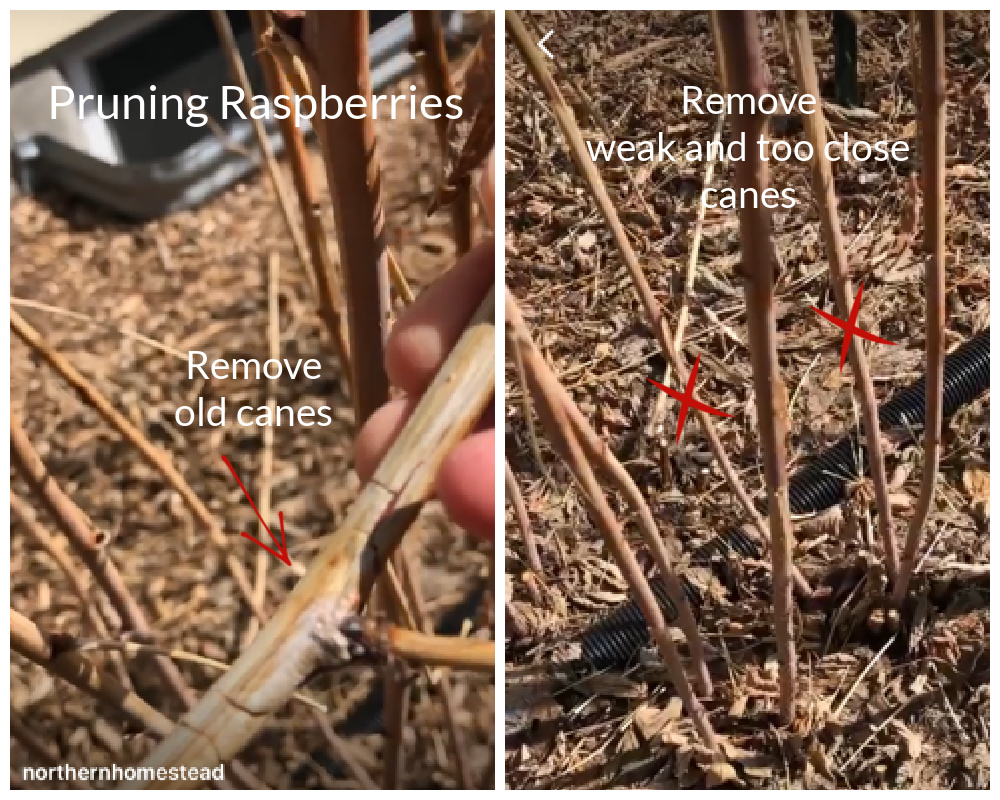 Growing Raspberries 