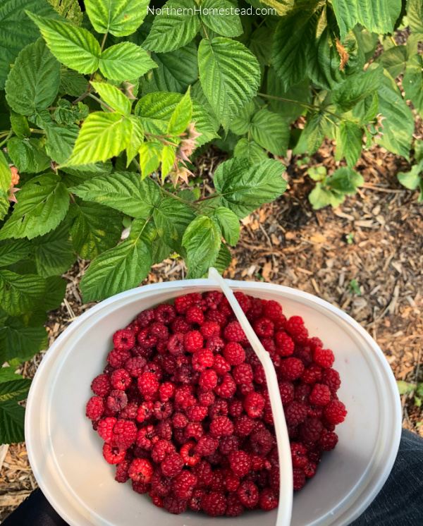 Growing Raspberries 