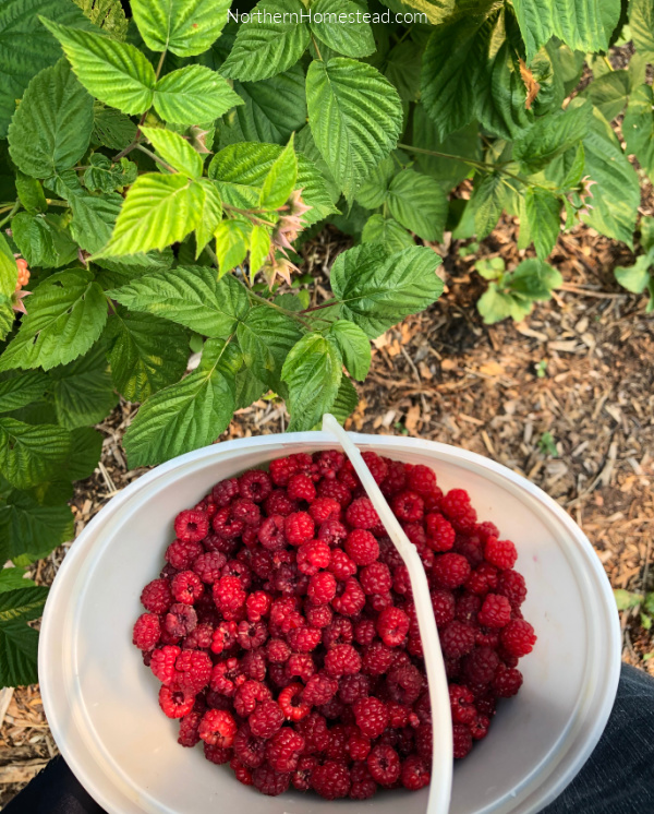 Growing Raspberries