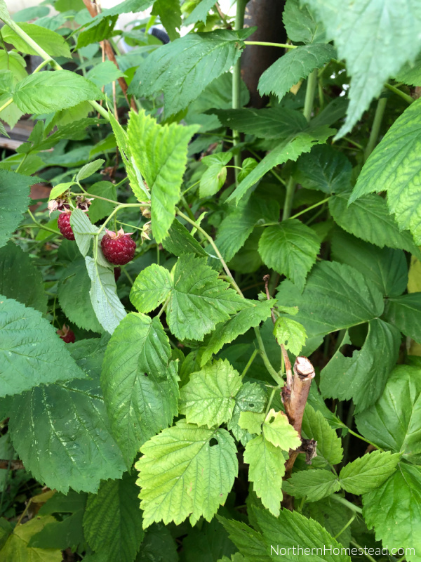 Growing raspberries in a cold climate