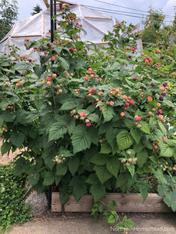 Growing raspberries in a cold climate