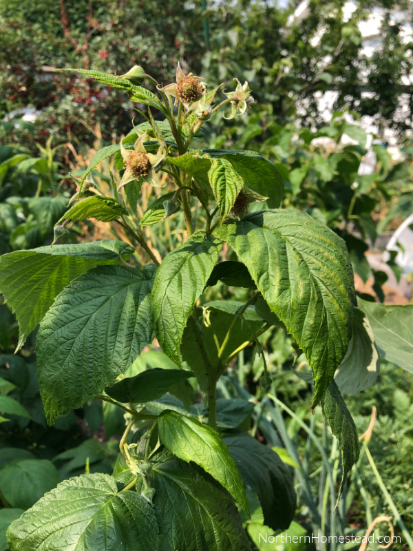 Growing raspberries in a cold climate