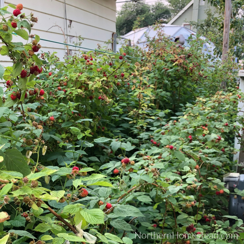 raspberries growing