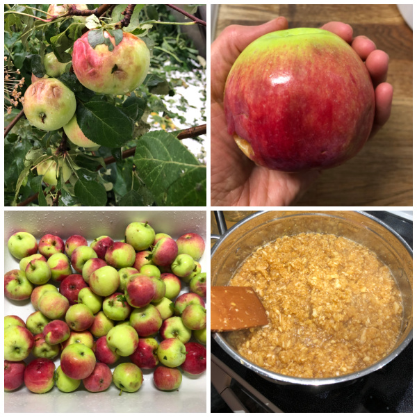 Hail damaged apples