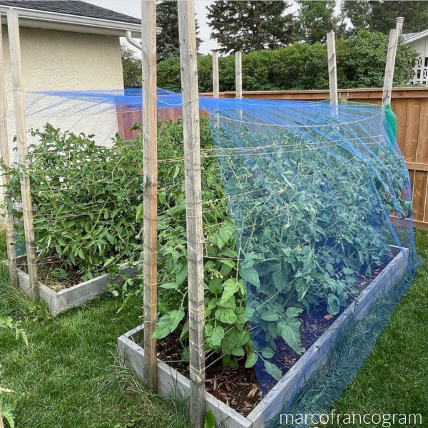 Gardening in the Hailstorm Alley