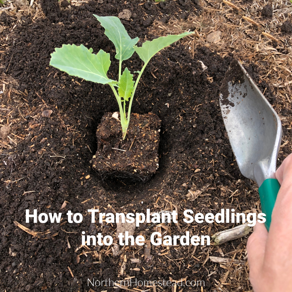 How to transplant seedlings into the garden - Northern Homestead