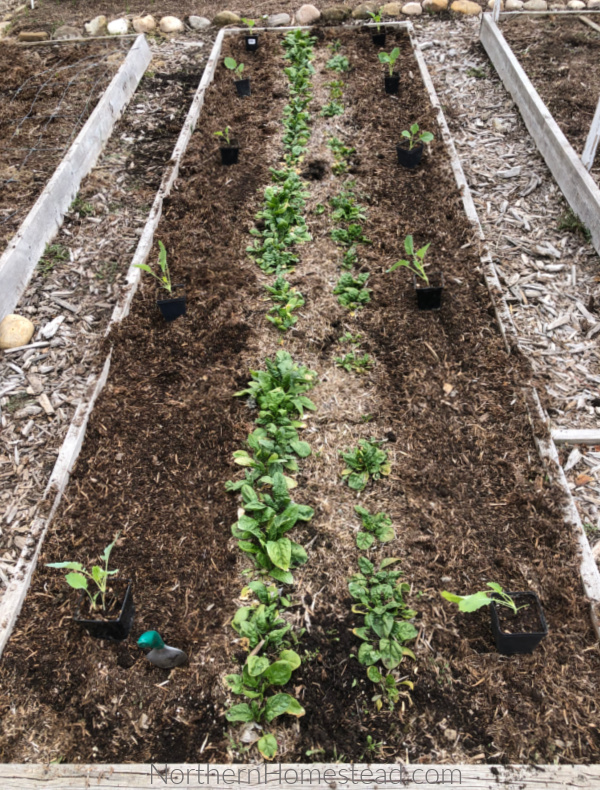 How to transplant seedlings into the garden