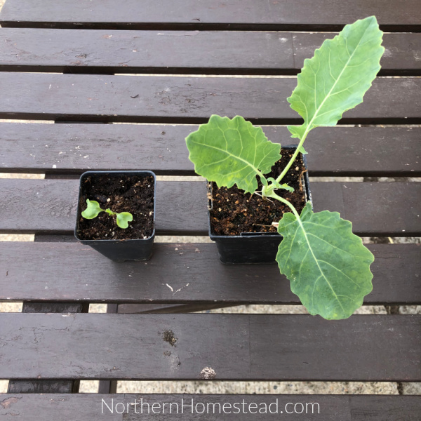 How to transplant seedlings into the garden