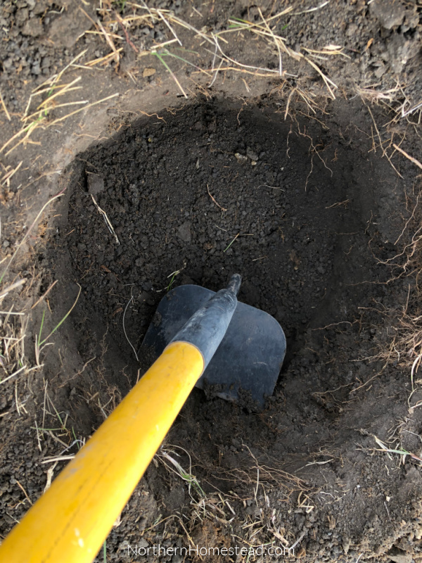 Growing Fruit Trees in Cold Climate