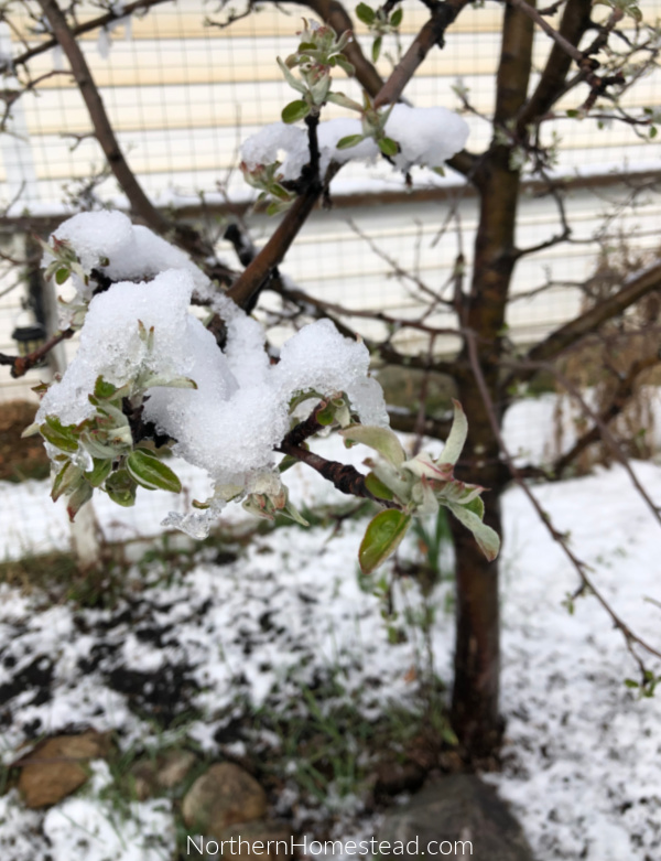 Growing Fruit Trees in Cold Climate