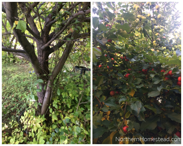 Growing Fruit Trees in Cold Climate