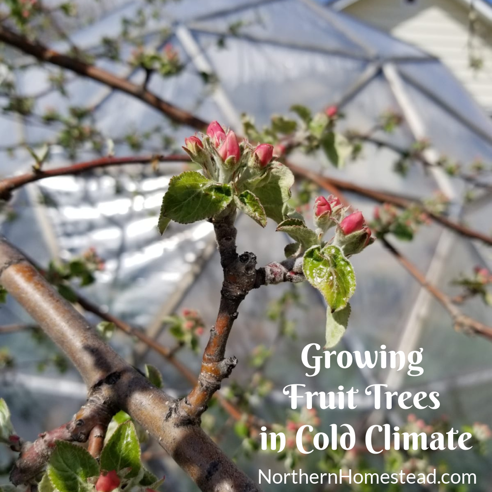 Growing Fruit Trees in Cold Climate