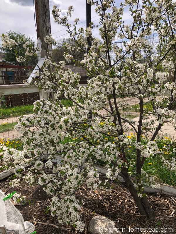 Growing Fruit Trees