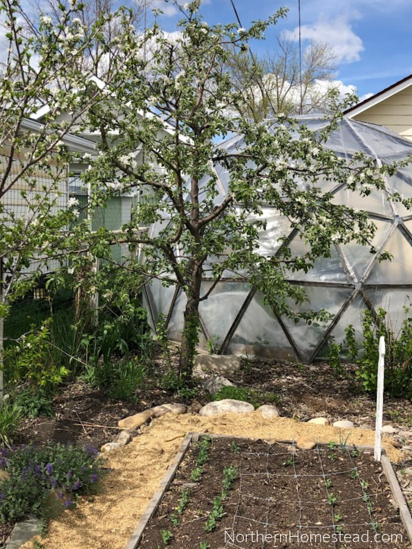 How to Build an Espalier Support Trellis – Deep Green Permaculture