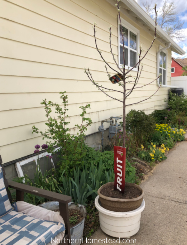 Growing Fruit Trees in a Cold Climate