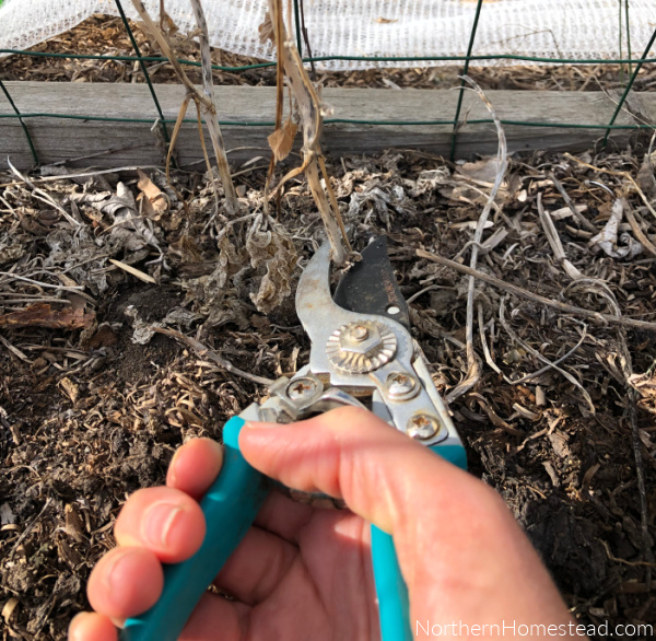 Growing Legumes as Companion Plants