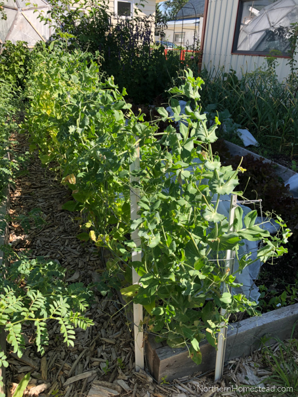 Growing Legumes as Companion Plants