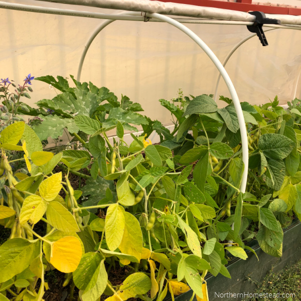 Growing Legumes as Companion Plants
