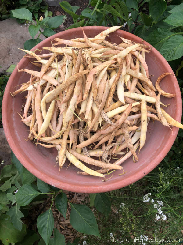 Growing Legumes as Companion Plants - Northern Homestead