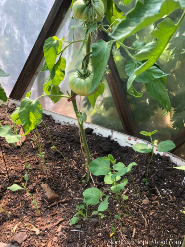 Growing Legumes as Companion Plants - Northern Homestead