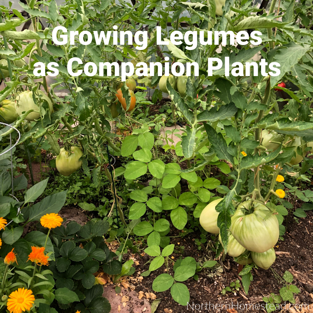 Growing Legumes as Companion Plants - Northern Homestead