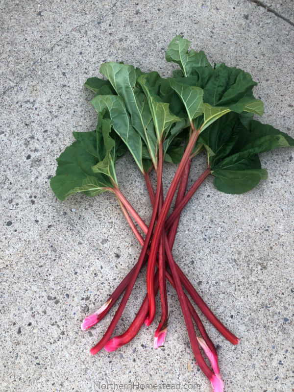 Strawberry Rhubarb Jam Recipe