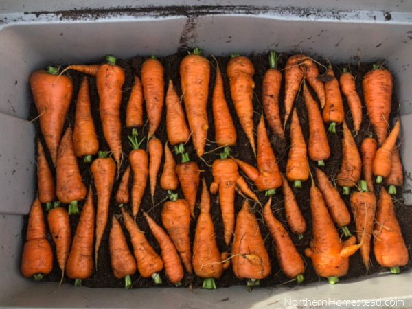 A Dozen Ways to Preserve Carrots