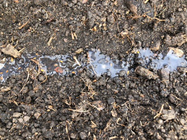 Sowing Carrots in Cornstarch