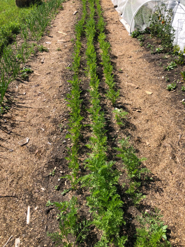 Sowing Carrots in Cornstarch